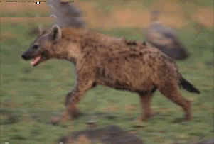 hyena3.gif