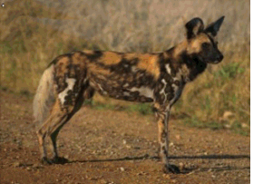 hyena4.gif