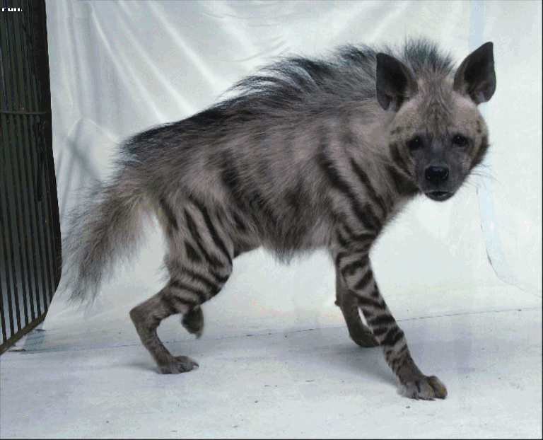 hyena5.gif