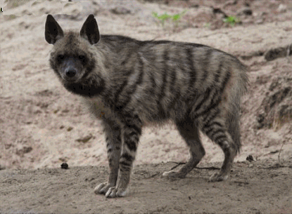 hyena1.gif