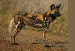 hyena4.gif