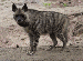 hyena1.gif